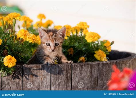 Cute kitten in flowers stock photo. Image of kitten, animals - 11185554