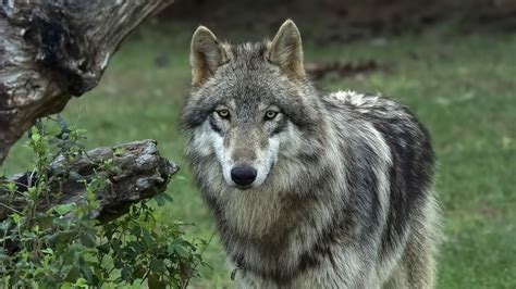 Grey Wolf | Yellowstone National Park