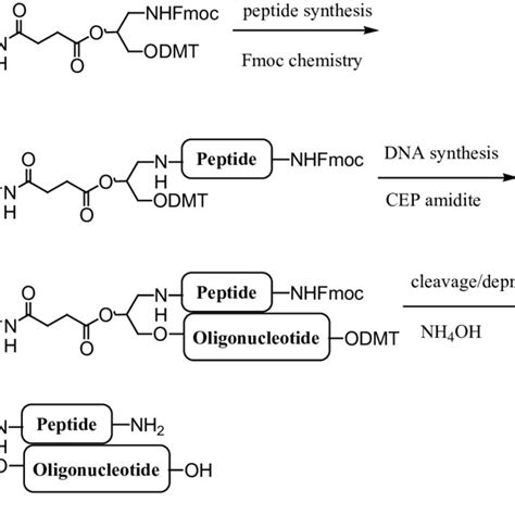 Scheme 6 Synthesis Of Oligonucleotide Peptide Conjugates By Spfc