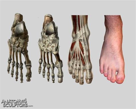 Строение Стопы Фото — Картинки фотографии