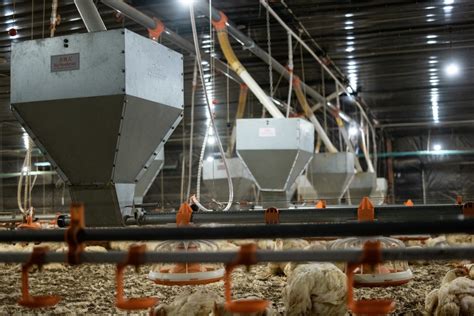 Broiler Pan Feeding System Kanabefarm