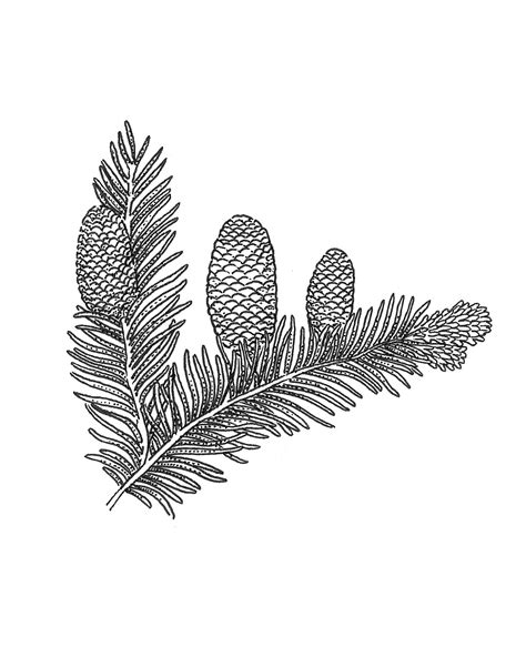 BALSAM FIR — Mountain Top Arboretum