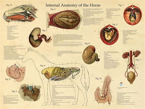 Horse Anatomy Diagram Organs