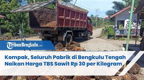 Kompak Seluruh Pabrik Di Bengkulu Tengah Naikan Harga TBS Sawit Rp 30