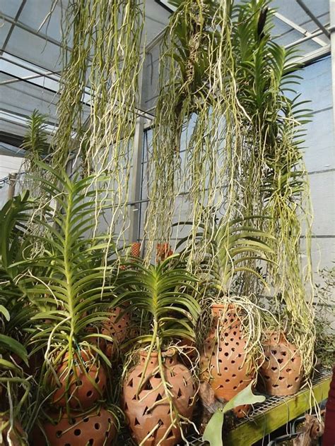 Jardim de orquídeas, Cultivo de orquídeas, Orquídeas