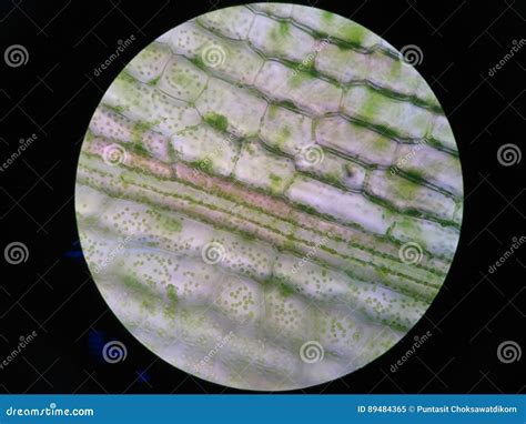 Aquatic Plant Cell Stock Image Image Of Animalcule Microscope 89484365