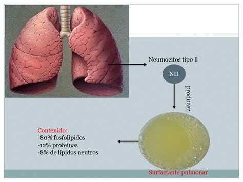 O Que é Surfactante Pulmonar Braincp