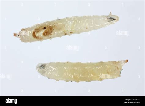 Vinegar Fly Fruit Fly Drosophila Melanogaster Larvae In Various Shots Isolated On A Light