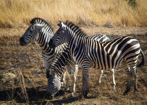 Premium Photo | Zebras in africa