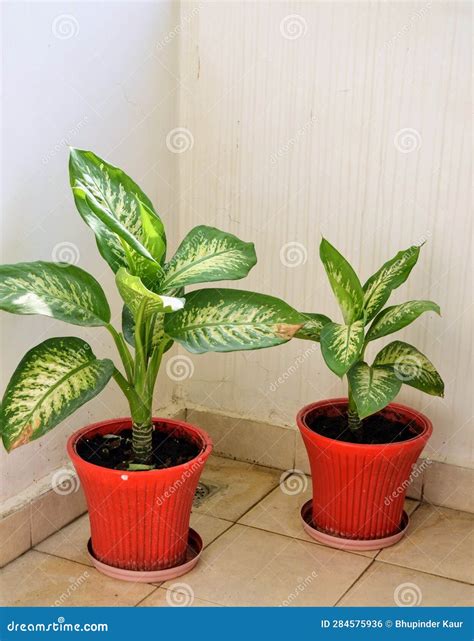 Dieffenbachia Amoeba (dumbcane) Houseplant, Decorative Leaves. Leaves