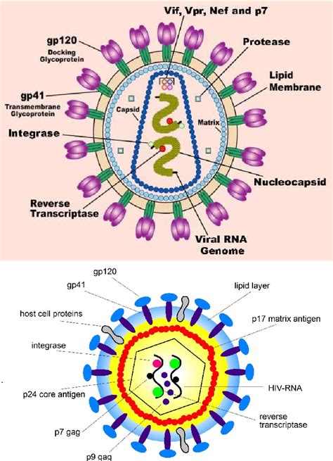 Pdf Epidemiological Models For The Transmission Of Hiv Aids And