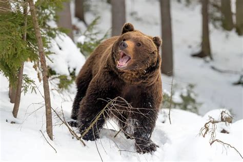 Oso Pardo Características Alimentación Hábitat Reproducción