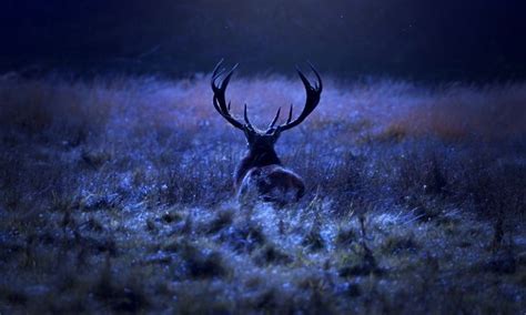 Top 4 Night Hunting Safety Tips You Need To Know – News-Leader Online