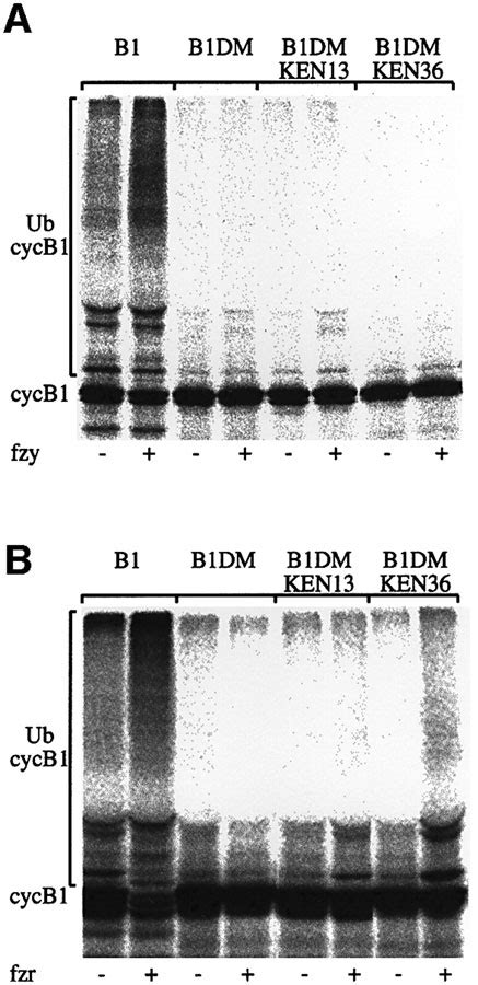 Timing Of Apcc Substrate Degradation Is Determined By Fzyfzr