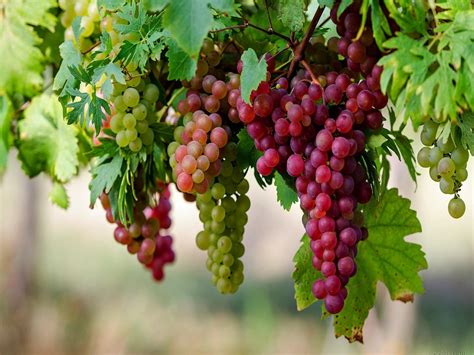 Ruby Roman Grapes Farming জেনে নিন সবচেয়ে দামি রুবি রোমান আঙ্গুর চাষ