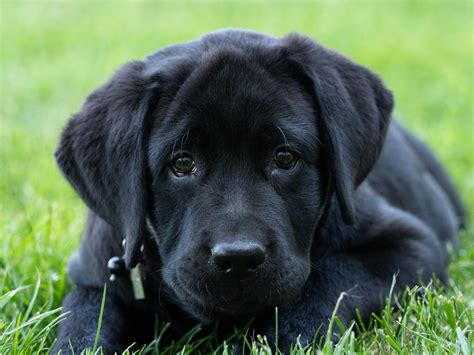 Black Lab Mastiff Puppy