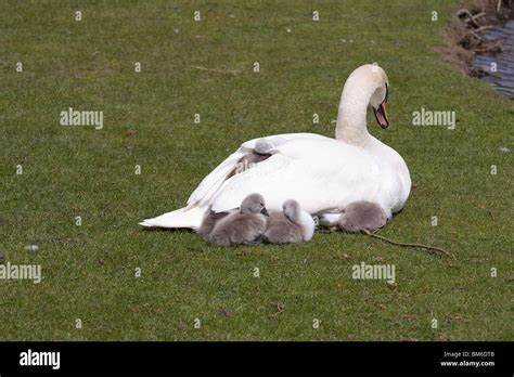 A Mute Swan With Her Cygnets Stock Photo Alamy