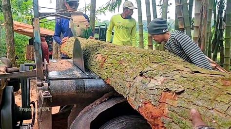 Gergaji Kayu Mahoni Tua Dekat Rumpun Bambu Mesin Serkel Rakitan Youtube