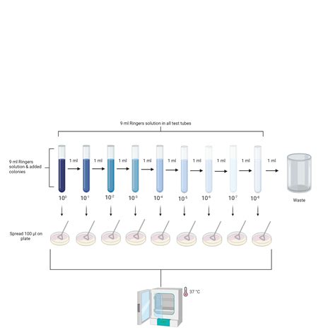 Serial dilution of bacteria | BioRender Science Templates