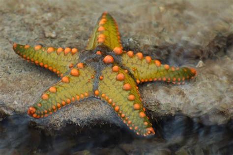 Starfish Pictures Az Animals