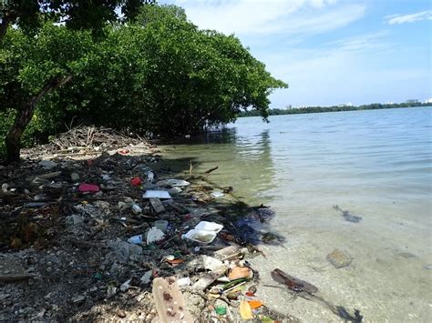 Contaminaci N En Lagunas Causas Y Consecuencias Dia De Pesca