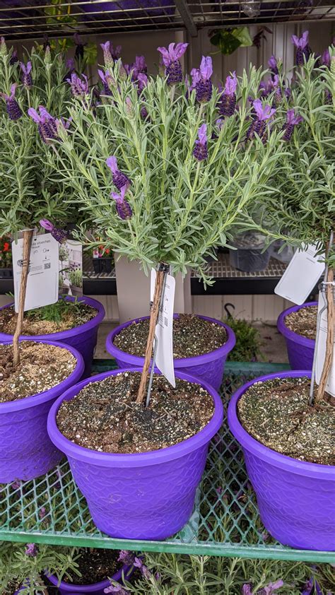 Lavender Bonsai Tree - Lavender Plant