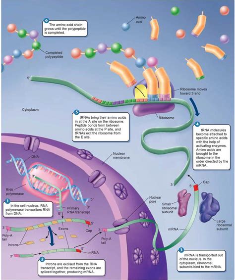 Gene Expression How Genes Work The Continuity Of Life The Living World