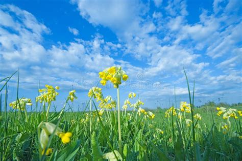 Spring Flowers at the Meadow Stock Photo - Image of cloudscape, april: 5081774