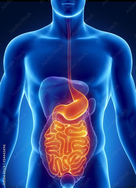 ANatomy of human digestive system Stock Illustration | Adobe Stock