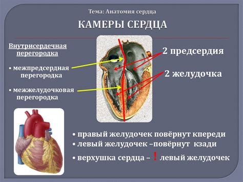 анатомия сердца - online presentation