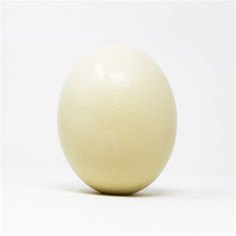 Ostrich Eggs - Etsy