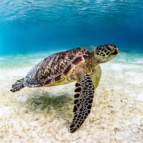 A Sea Turtle Swimming In The Ocean