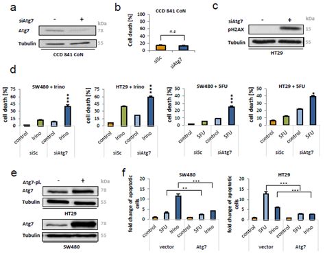 Knockdown Of Atg7 Led To Cancer Cell Specific Apoptosis And Augmented