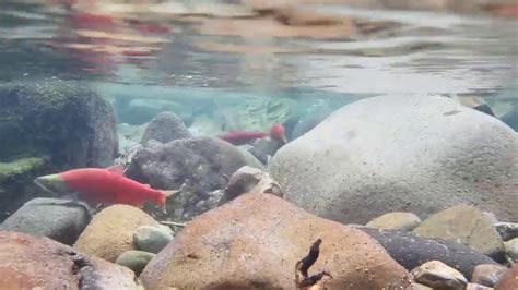 Viewer Video Kokanee Salmon Spawning Youtube