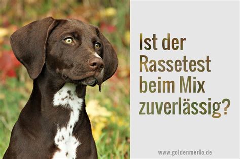 DNA Test für Hunde wie zuverlässig ist Rassebestimmung Werbung