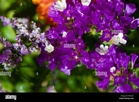 Macro View Of Beautiful Purple And White Statice Flowers In An Indoor