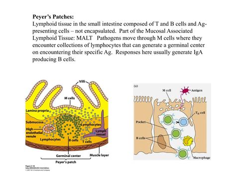 PPT - Cells and Organs of the Immune System PowerPoint Presentation, free download - ID:3068344