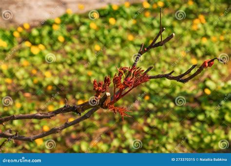 Buds On The Branches Of A Peony Tree Close Up Paeonia Suffruticosa In