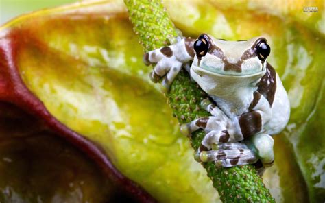 Tree Frog Wallpaper 64 Images