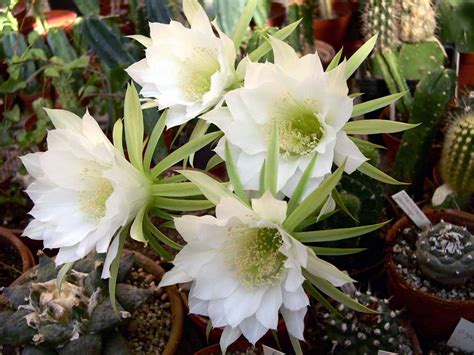 Descubre el SECRETO del periodo de FLORACIÓN de los cactus