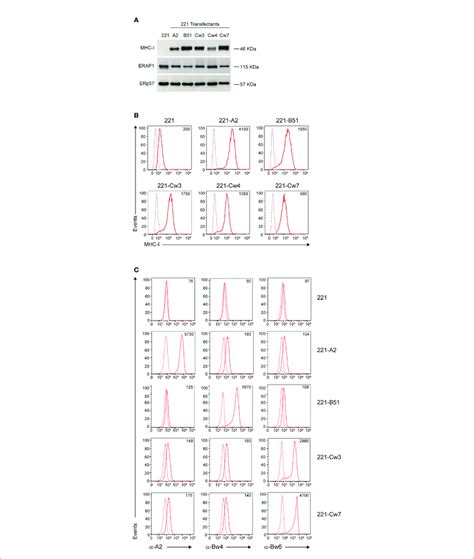 MHC Class I And ERAP1 Expression In 221 Transfectant Cells A