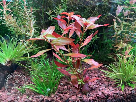 Ludwigia Repens Live Aquariumaquaticbackgroundredstem Etsy