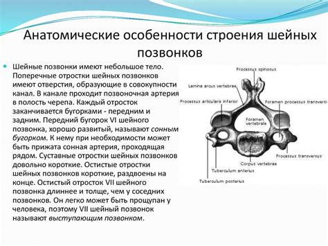 Изучение особенности строения шейных , грудных, поясничных, крестцовых ...