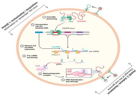 Ijms Free Full Text Current Bioinformatics Tools To Optimize Crispr