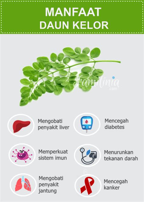 Manfaat Daun Kelor Untuk Liver Kelor Wajah Kecantikan Tubuh Keepo