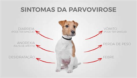 Lista das Principais Doenças em Cachorros Sintomas e Tratamento