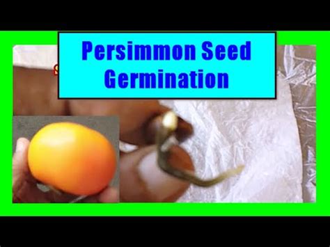 How to grow persimmon from seeds fuyu persimmon seed germination and growing – Artofit