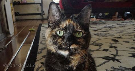 Senior Cat Adoption Myths, Debunked! - Summer’s Fabulous Cat Life