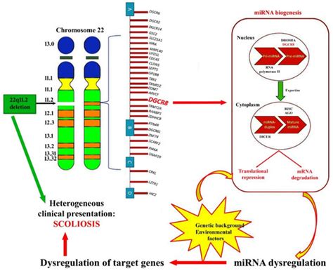 Jpm Free Full Text The Potential Role Of Dysregulated Mirnas In