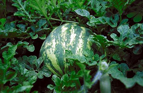 Oklahoma Fruit Of The Month Watermelon Oklahoma Agriculture In The